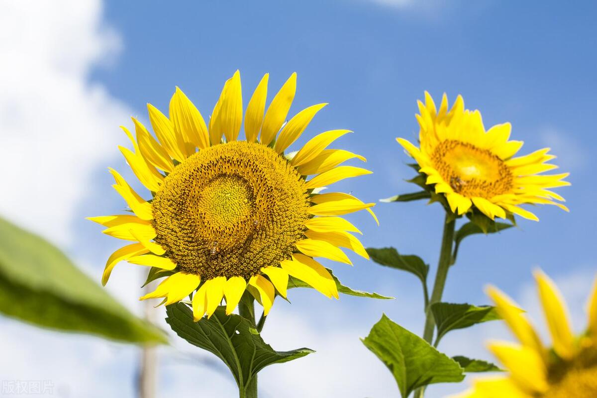 向日葵的花语和象征？ 向日葵的花语：希望、忠诚与友情的象征