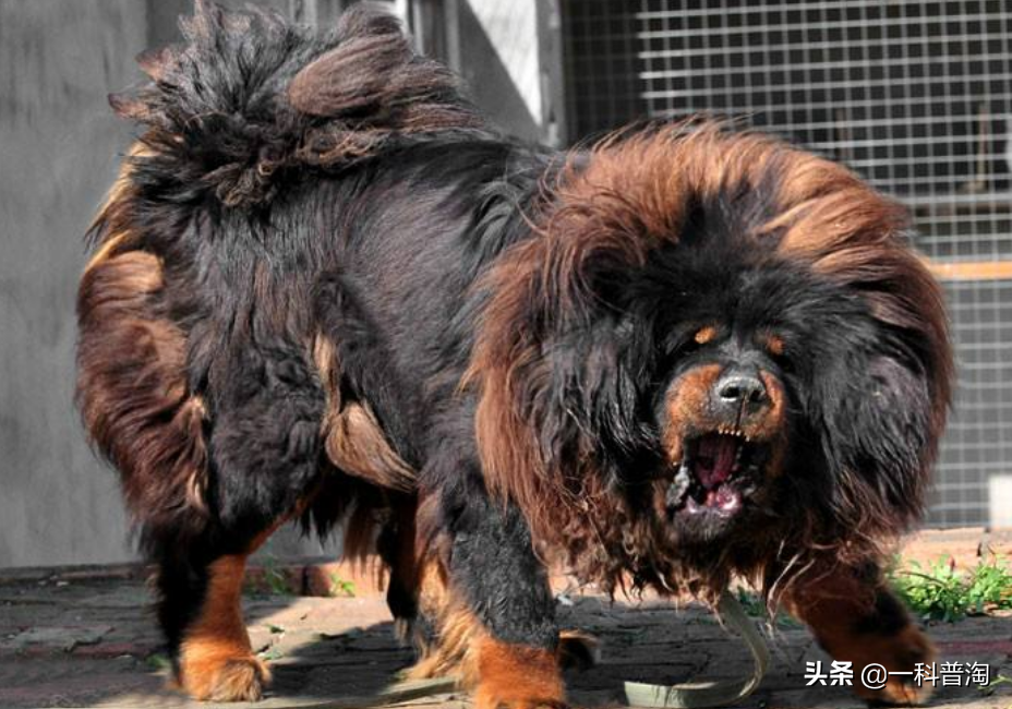 10大恶犬排名: 世界上最凶猛的十大恶犬，日本土佐上榜，藏獒只能屈居第二